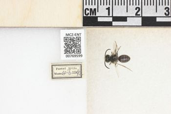 Media type: image;   Entomology 769599 Aspect: Labels